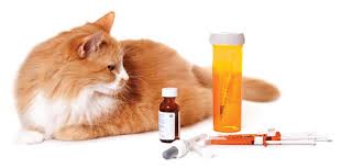 Feline Diabetes Mellitus Ivc Journal