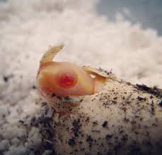 Upgrade habitat size as your turtle grows. Albino Pink Belly Sidenecks Albino Turtles Turtle Morphs