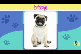 Both have provided services and companionship to humans for many centuries. Name The Dog Breed Quiz Answers By Quiz Riddle Dog Breed Quiz Dog Breeds Dogs