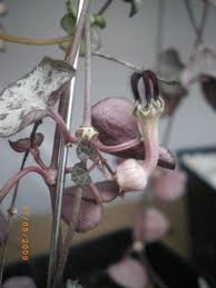 Image result for Ceropegia cimiciodora