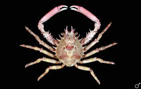 Image result for Schizocarphus