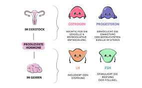 Ostrogen Progesteron Und Co Die Funktion Der Weiblichen Sexualhor