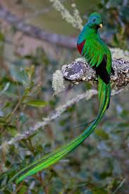 Birds That Start With B The Resplendent Quetzal Pharomachrus Mocinno Has Colorful Plumage On Its Head And Body These Birds Are Very B Most Beautiful Birds Beautiful Birds Pet Birds