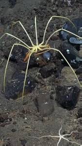 Image result for Pycnosphaera