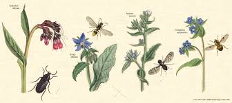 Image result for Boraginaceae