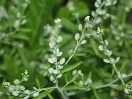 Image result for Lepidium sativum