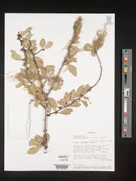 Image result for Gymnosporia maranguensis