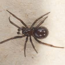 Steatoda grossa spiders have been sighted 177 times by contributing members. False Widow Spiders Genus Steatoda Inaturalist
