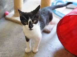 When i eventually spoke with cp guildersome are the antithesis of a rehoming centre. Cats Kitten Rehoming Adoption How It Works Rspca