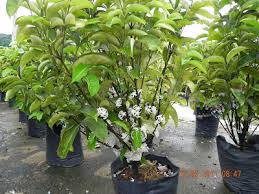 Image result for Pleiocarpa