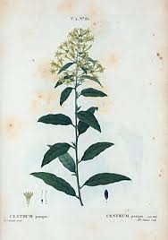 Image result for Cestrum parqui