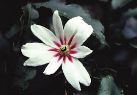 Image result for Clutia paxii