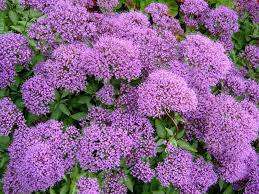 Trachelium Caeruleum Plants Amazing Flowers Flowers