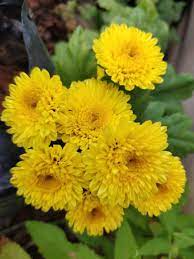 Hybrid Chrysanthemum Flowers Chrysanthemum Flower Chrysanthemum Pretty Flowers