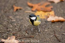 Image result for Kohlmeise vogelhouse