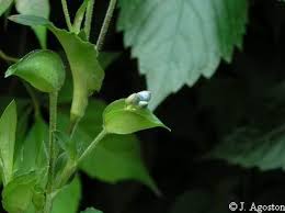 Image result for Commelina nyasensis