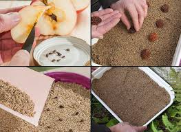 La Stratification Des Graines Pepins Et Noyaux Des Arbres Fruitiers Arbre Fruitier Pepin De Pomme Fruitier