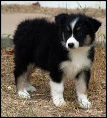 Australian Shepherd Lab Mix Black And White Mott Ranch Australian Shepherd Puppies Australian Shepherd Australian Shepherd Puppies Aussie Dogs