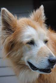 A golden retriever lab mix comes from two very smart dog breeds. Pet Hero Karma The Golden Retriever Mix Petcure Oncology