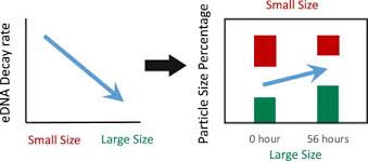 The particle size distribution of environmental DNA varies with species and  degradation