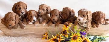 Labradoodles Traits Orange Blossom Labradoodles