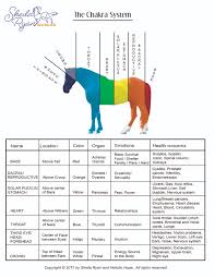 Base chakra is at the base of our spine and at the top of the horses tail and is red in resonation. For Horses Sheila Ryan Holistic Healing For All