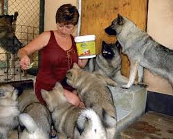 Image result for norský losí pes šedý