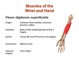It originates from the lower half of the front of humerus and the anterior border and the medial and lateral intermuscular septa. Flexor Digitorum Superficialis Origin And Insertion Google Search Guidedhandsmassagetips Human Anatomy And Physiology Massage Therapy Muscle Anatomy