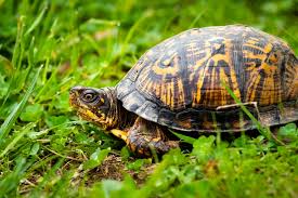 Eastern Box Turtle Chesapeake Bay Program