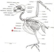 The foot bones shown in this diagram are we made our instant pot chicken leg quarters this weekend. Pin On Birds And Things
