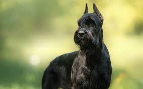 Check spelling or type a new query. The Loyal Alert And Trainable Giant Schnauzer K9 Web