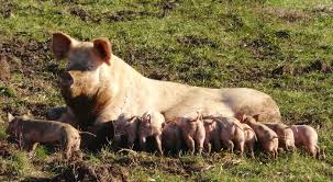 D'abord, moi j'apprends le français très bien, en plus, j'ai amériolé ma expression et compréhension orale! Porc Wikipedia