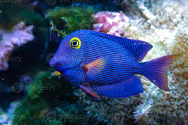 Image result for Oxyanthus strigosus