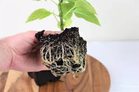 What do cacti roots look like? Root Bound Plants Identify Fix Them Quick Pepper Geek