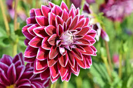 Bright, fresh flowers make a thoughtful gift for any type of occasion. Dahlias How To Plant Grow And Care For Dahlia Flowers The Old Farmer S Almanac