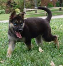 A Blue Eyed Black With Tan Gerberian Shepsky Puppy Is Trotting Through A Lawn Its Mouth Is Open And Its Tong Siberian Husky German Shepherd Husky Husky Hybrid