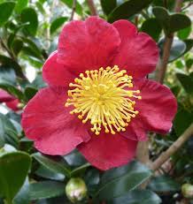 Camellia Sasanqua Yuletide The Yuletide Camellia Is One Of The Longest Flowering It S Not Unusual For Mine To Blo With Images Yuletide Camellia Flowers Camellia Flower