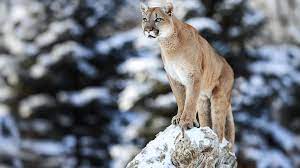 4.6 out of 5 stars 39. Puma Safaris Puma Holidays Natural World Safaris