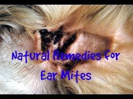 Http Www Veterinarysecrets Com News In This Video Dr Jones Shows You The Top 3 Remedies To Dog Ear Mites Treatment Dog Ear Mites Ear Infection Home Remedies