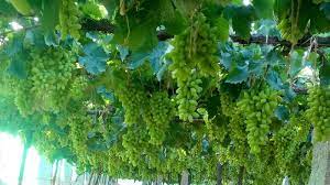 This saves on shipping costs and prevents the transfer of. Bengaluru Grape Farmers Go Direct To Consumers And Movement Spreads Like Wild Fire