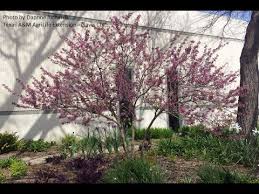 Maybe you would like to learn more about one of these? Mexican Buckeye Daphne Richards Central Texas Gardener Youtube