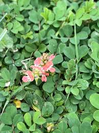 Image result for Indigofera spicata
