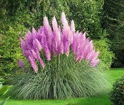 In Back Right Corner Back Yard Real 150 Seeds Ornamental Grass Pampas Seeds Pink Https Ww Cortaderia Selloana Ornamental Grasses Pink Pampas Grass