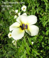 Image result for Turneraceae