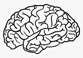 Brain Outline Brain Png Transparent Png Transparent Png Image Pngitem It is located in the head, usually close to the sensory organs. brain outline brain png transparent