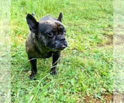 Join millions of people using oodle to find puppies for adoption, dog and puppy listings, and other pets adoption. French Bulldog Puppies For Sale Near Portland Oregon Usa Page 1 10 Per Page Puppyfinder Com