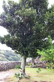 Image result for Garcinia pachyclada