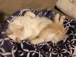 So i don't wake up every time my own cat decides he wants treats at 3 in the morning. Why Won T My Cat Snuggle Under The Covers At Night