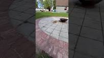 Finished “Fixing” our Paver Patio After Moles Damaged the Base Material