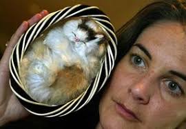 How the Humane Society Works